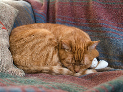 //om-store.onecommerce.io/cdn/shop/files/closeup-sleeping-red-cat-blanket-couch-lights.jpg?v=1728621070&width=250