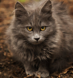 //om-store.onecommerce.io/cdn/shop/files/cute-grey-cat-playing-yard.jpg?v=1728621068&width=250